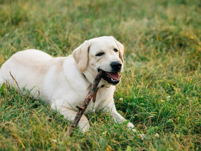 Dog labrador retriever