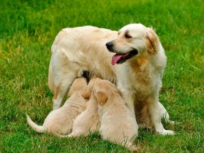 Golden retriever puppy is sitting in the grass